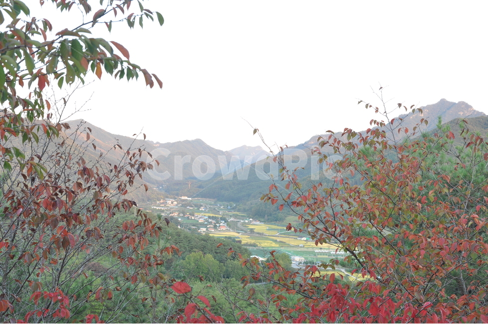 산,가을,단풍,능선,마을,풍경,가을빛,논,나무,숲,mountain,tree,forest,village,fall,autumn,landscape,가을,계절,fall,autumn,season,자연,풍경,nature,landscape,한국자연풍경,한국자연경관,korea nature landscape,outdoors,옥외