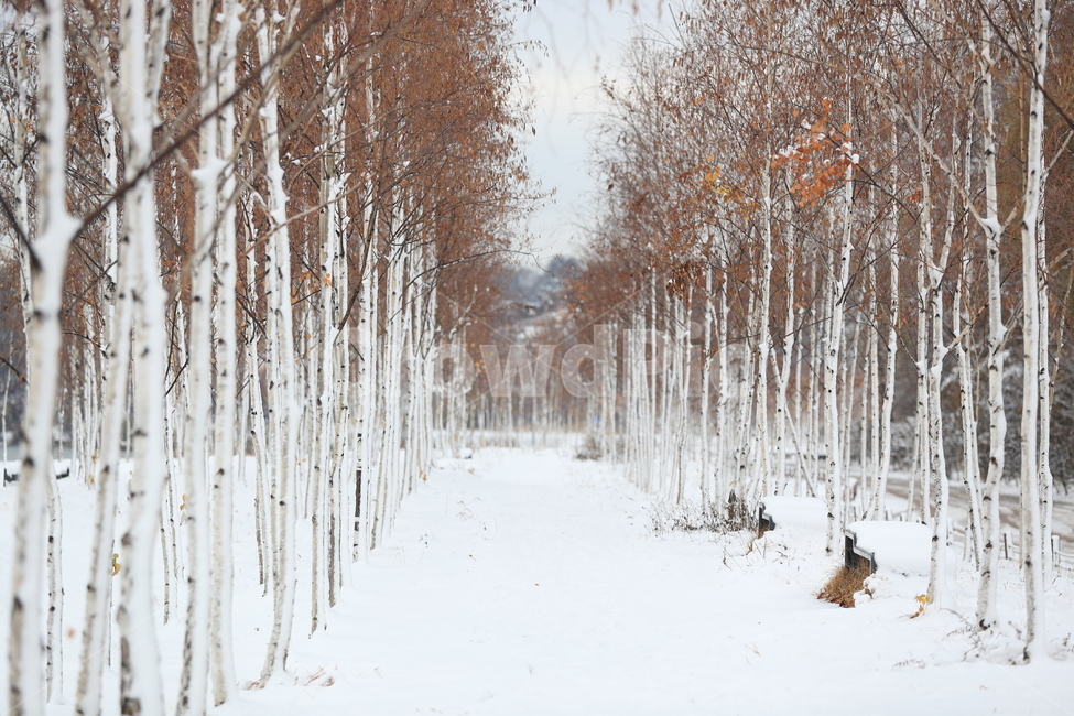 겨울숲,겨울,동화,자작나무,설원,겨울,계절,winter,season,자연,풍경,nature,landscape