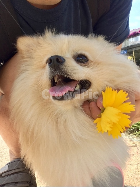 꽃,노을,햇살,풍경,경치,동물,animal,개,강아지,dog,doggy
