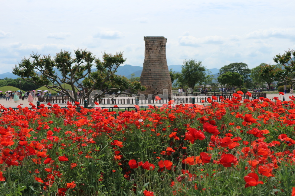 첨성대,경주,경주랜드마크,한국랜드마크,꽃,봄제