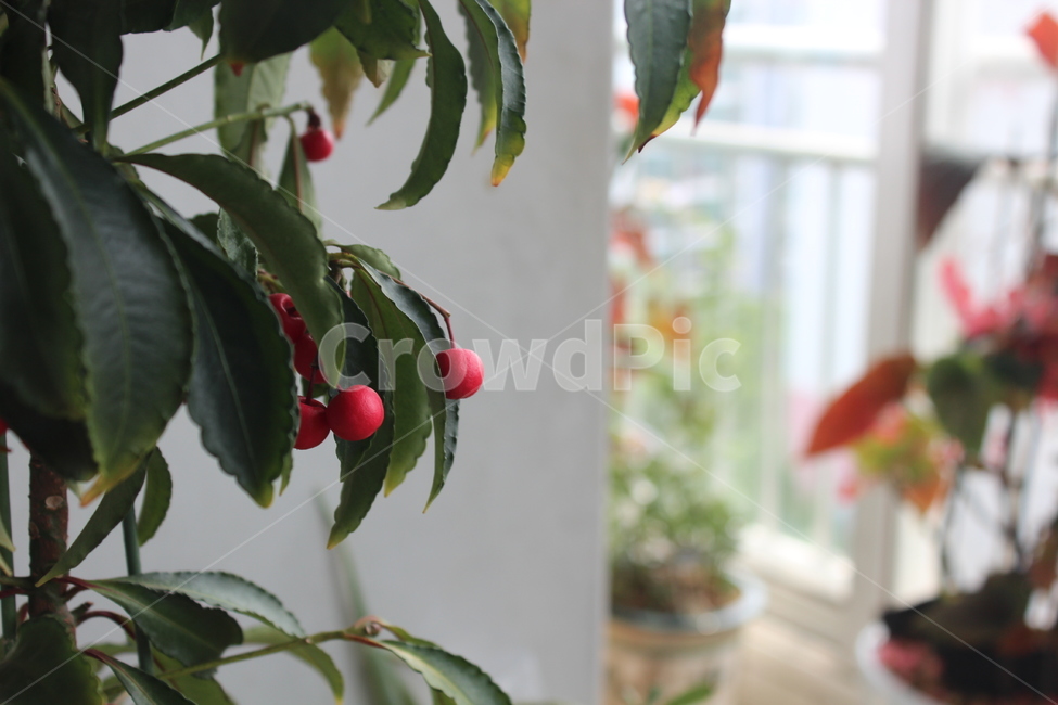 실내,화분,초록,봄,아웃포커싱,식물,자연,plants,nature,과일,열매,fruit