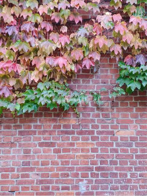 담쟁이,가을,plant,식물,leaf,잎,식물,자연,plants,nature