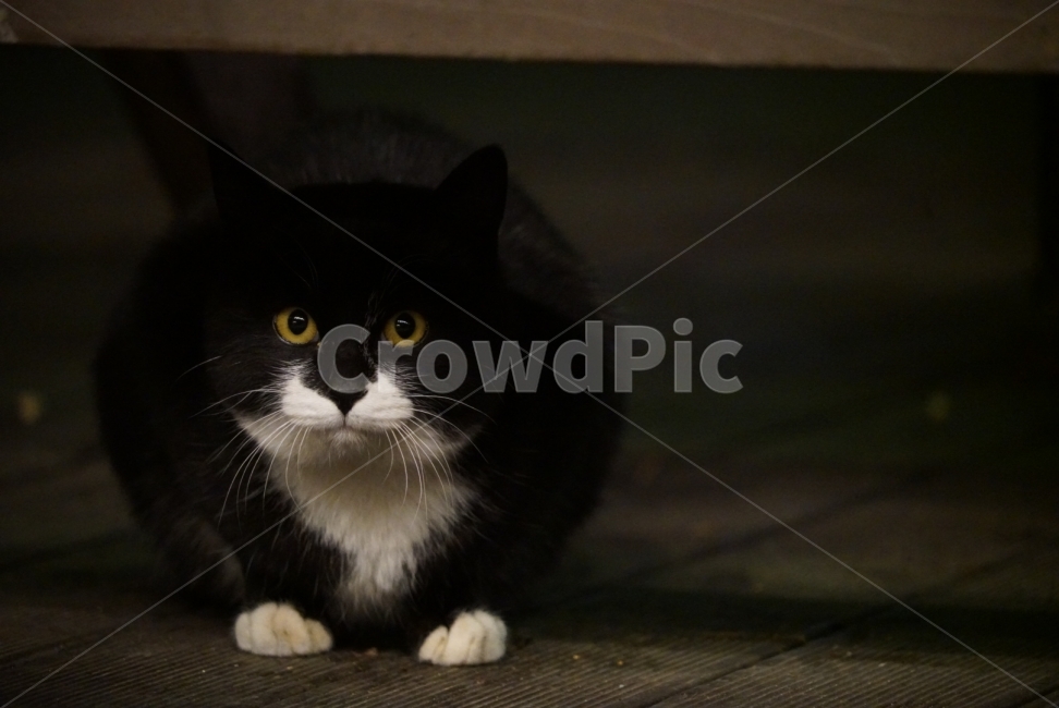 고양이,길고양이,검은고양이,야생,동물,바탕화면,배경화면,포유류,동물,animal,포유류,mammal,고양이,cat,kitten,kitty
