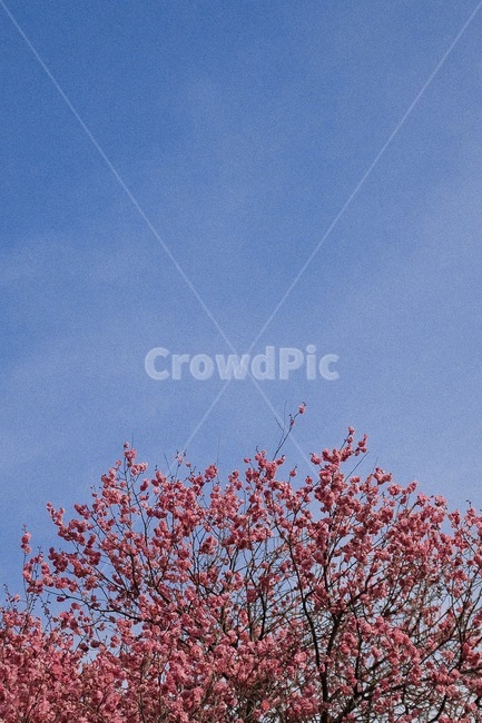 plant,식물,blossom,꽃,flower,매화,홍매화,봄,spring,자연,nature