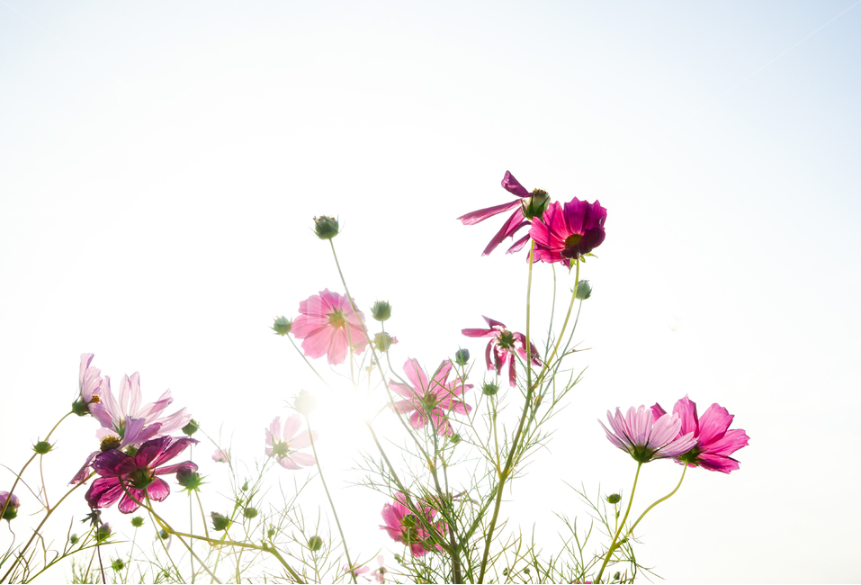 코스모스,꽃,식물,가을,자연,가을,계절,fall,autumn,season,식물,자연,plants,nature,꽃,flower,plant,vase,병 장식,pottery,도기류,jar,항아리,pattern,무늬,floral design,플로랄 디자인,art,미술,blossom,ikebana,이케 바나,ornament,장식,flower arrangement,꽃꽂이