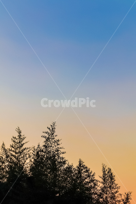 해질녘,하늘,나무,식물,저녁,자연,풍경,nature,landscape,tree,plant,fir,전나무