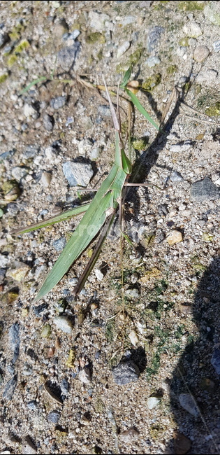 방아깨비,풀벌레,자연,곤충,시골곤충,동물,animal,곤충,벌레,insect,bug