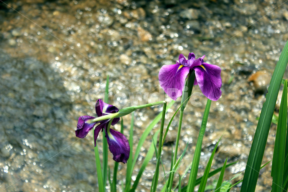 꽃,자연,계곡,봄,보라,여름,향기,식물,자연,plants,nature,꽃,flower
