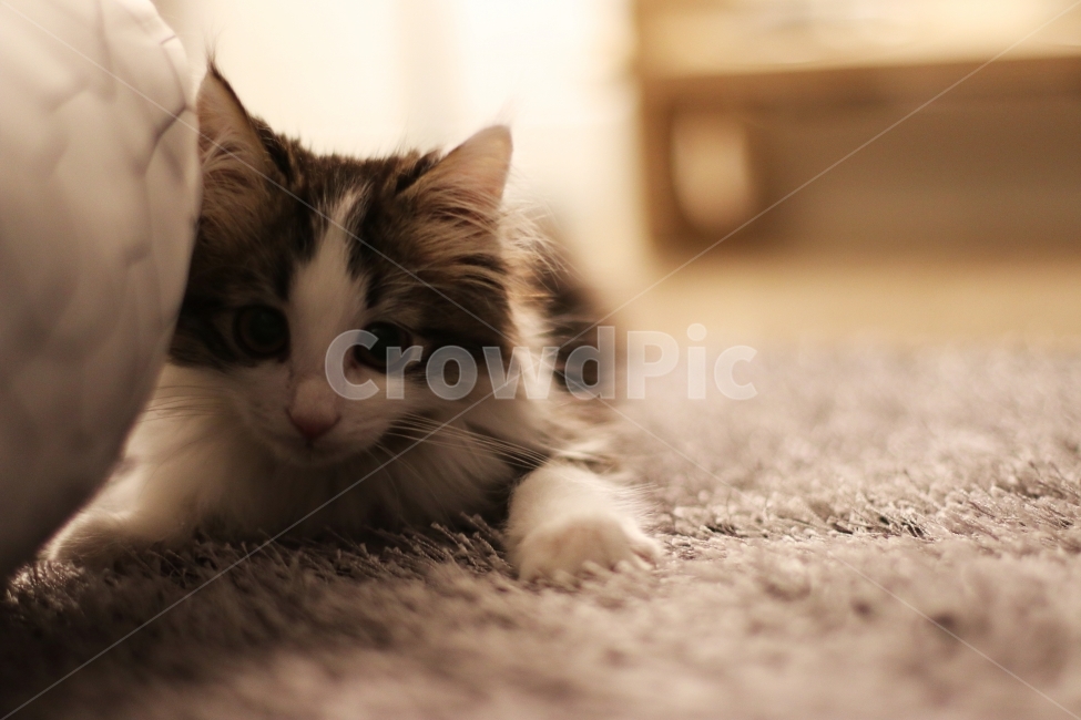고양이,아기고양이,반려동물,냥이,애완동물,노르웨이숲,동물,animal,포유류,mammal,고양이,cat,kitten,kitty