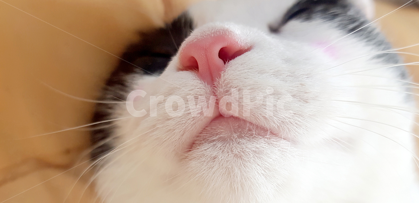 고양이,핑크코,분홍코,고양이코,cat,애완동물,pet,반려묘,반려동물,집고양이,낮잠