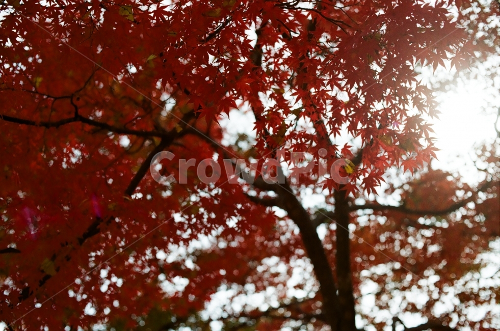 가을,담양,소쇄원,식영정,풍경사진,landscape,출사,가을풍경,단풍,은행,감성,쓸쓸함,필름사진,필름,가을,계절,fall,autumn,season,식물,자연,plants,nature,나무,trees,wood,plant,leaf,잎,tree,maple