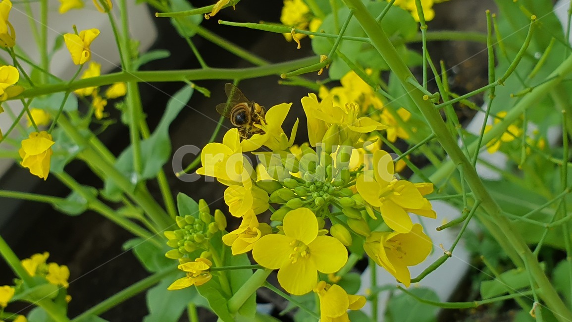 벌,노란색,유채꽃,꿀벌,매크로,접사,귀여움,yellow,bee,일벌,work,봄,계절,spring,season,식물,자연,plants,nature,꽃,flower,동물,animal,곤충,벌레,insect,bug,invertebrate,무척추 동물