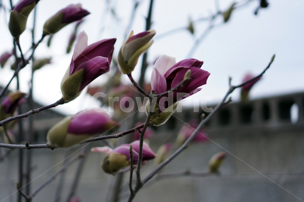 목련,flower,blossom,spring,꽃,식물,자연,plants,nature,꽃,flower