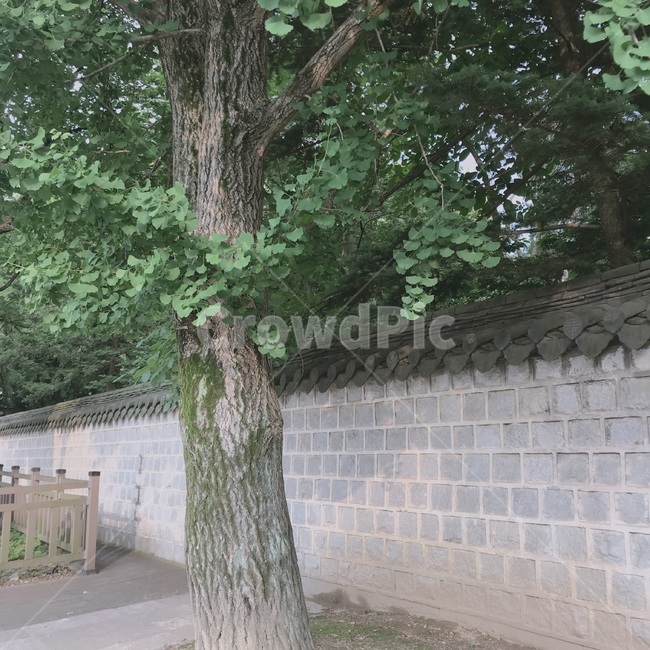 나무,plant,tree,식물,나무줄기
