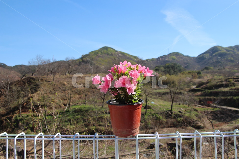 식물,plant,아슬아슬,화분,꽃,하늘,자연,식물,자연,plants,nature,꽃,flower