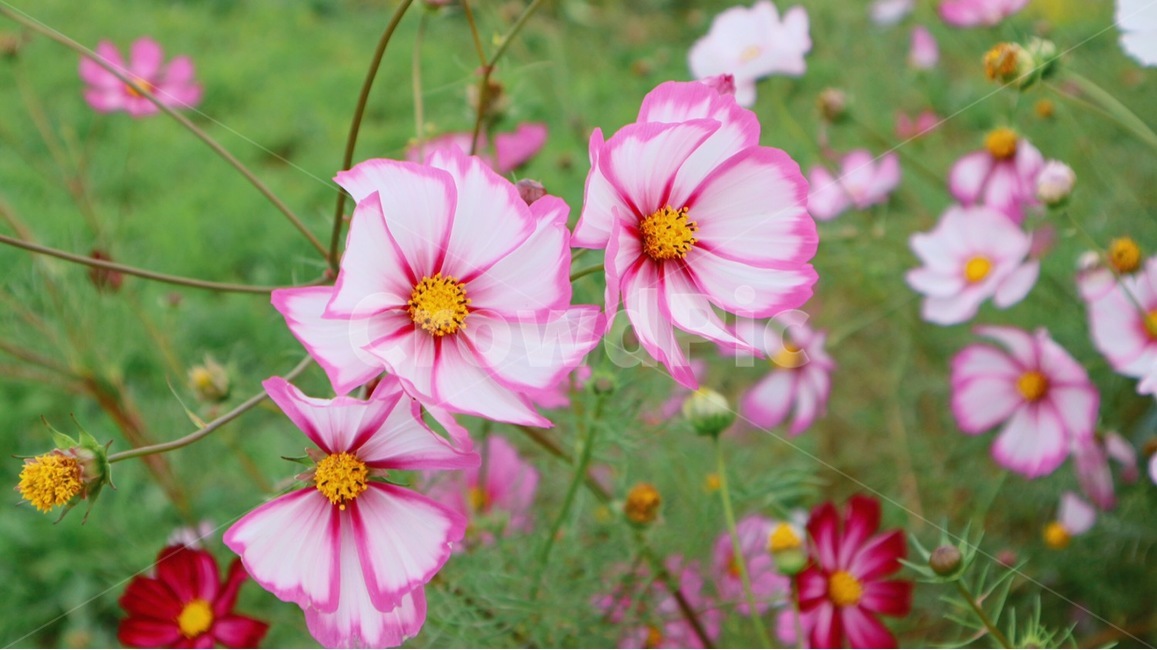 plant,식물,dahlia,달리아,flower,blossom,꽃,petal,꽃잎,geranium,제라늄
