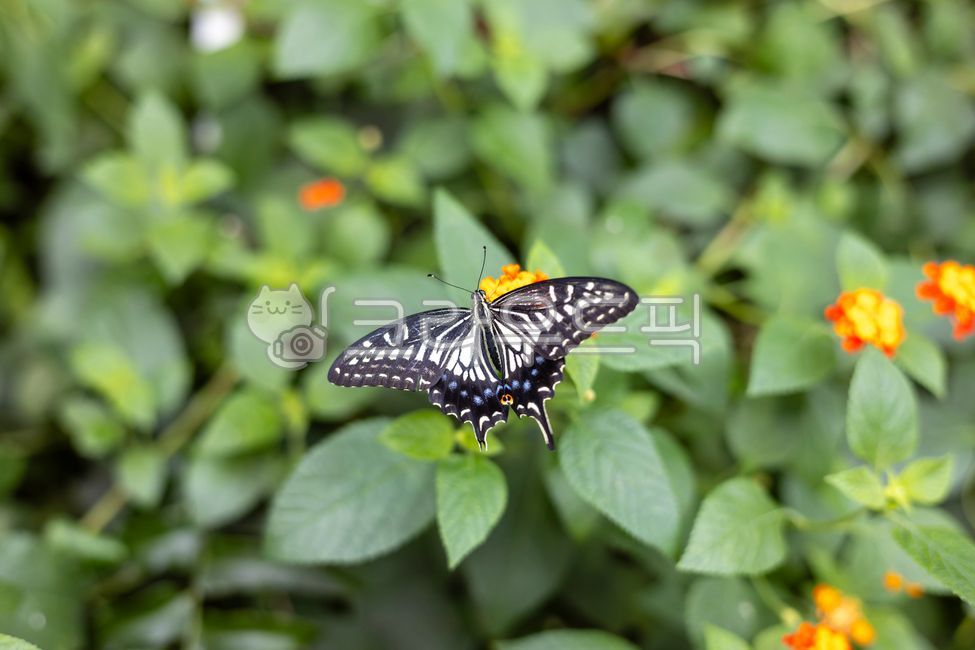 antenna,pattern,swallowtail butterfly,leaf,flower,swallowtail,lantana,bug,closeup,butterfly,insect,wing,feeler,Almost