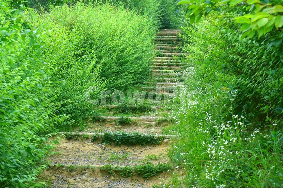 계단,흙,그린,풀,흙계단,dirtstaircase,stairs,green,자연,풍경,nature,landscape,path,통로,dirt road,흙길,gravel,자갈,road,도로,ground,바닥