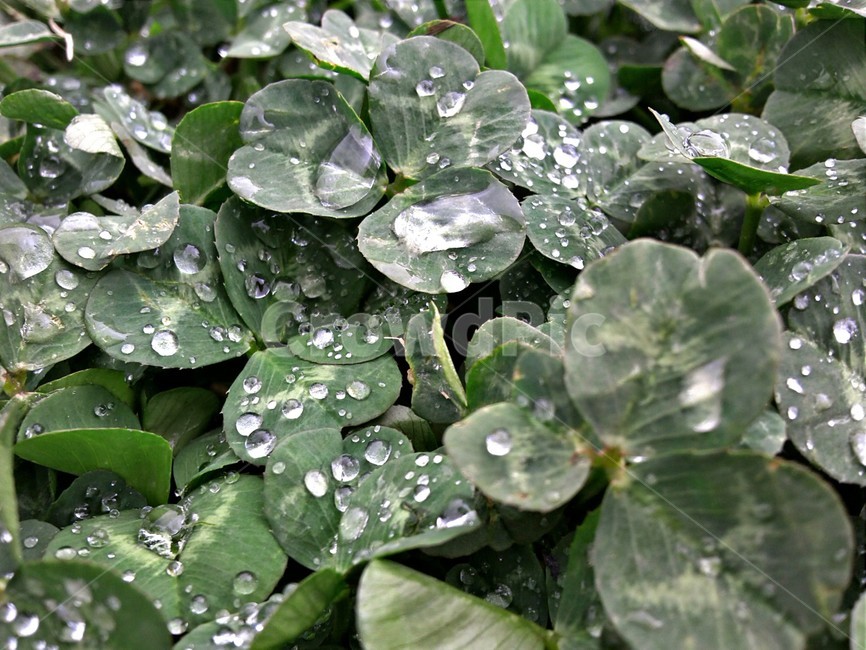 droplet,leaf,잎,plant,식물,물방울,식물,자연,plants,nature