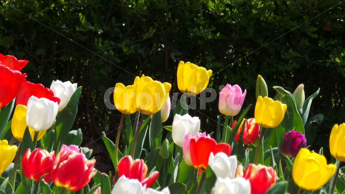 튤립,꽃,tulip,봄,플라워