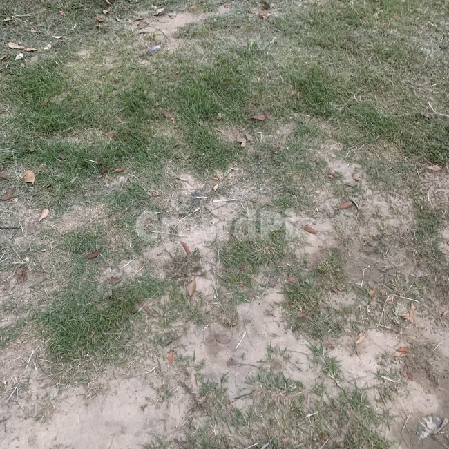 ground,바닥,잔디,plant,식물,grass,식물,자연,plants,nature
