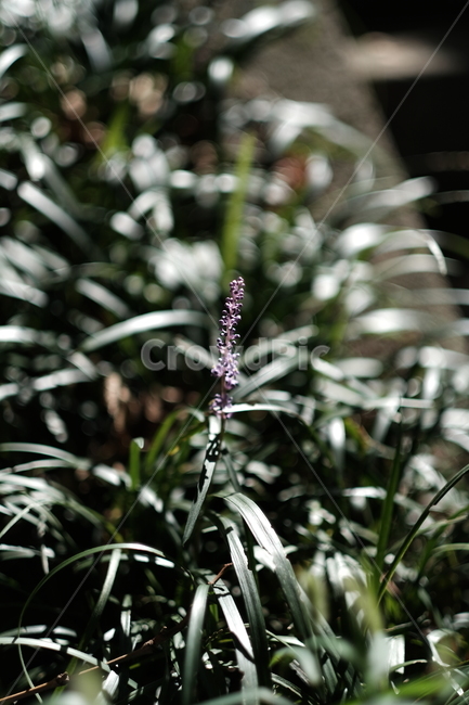 꽃,라벤더,화단,꽃송이,lavender,초록,여름,봄,spring,flower,purple,보라,보라색,보라색꽃,근접,closeup,식물,자연,plants,nature,꽃,flower