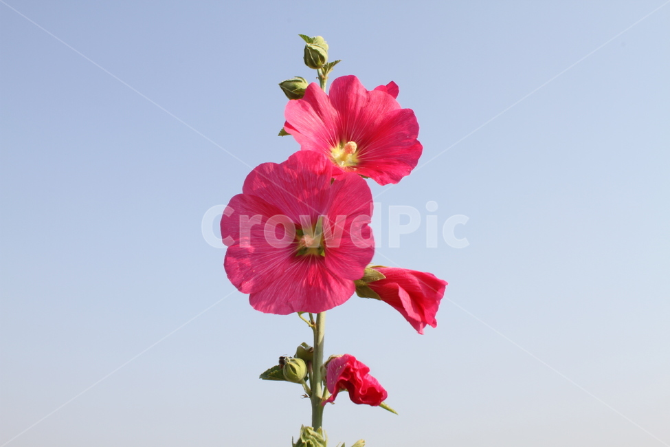 접시꽃,황촉화,일일화,식물,여름꽃,Hollyhock,식물,자연,plants,nature,꽃,flower