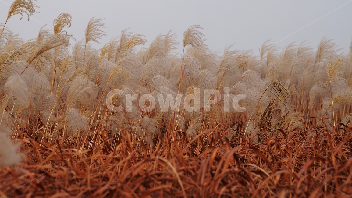 가을,가을풍경,하늘공원,억세풀,갈대,가을,계절,fall,autumn,season,식물,자연,plants,nature,grass,잔디,plant,lawn,reed