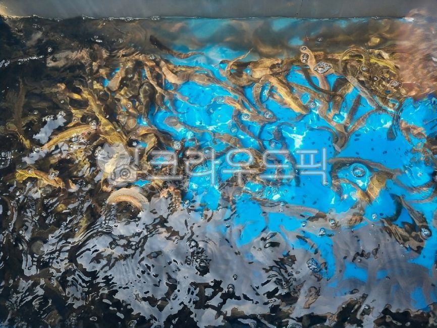 foodingredients,loach,loachsoup,Biology,mudfish,fishes,cookingmaterial,slipperyloach,marineproducts,Pisces,chueotang,chueotangingredients,Food Ingredients,ingredients,seafood,Loach,Mudfish,freshwaterfish,natural product,Chueotang,Chueotang ingredients,coo