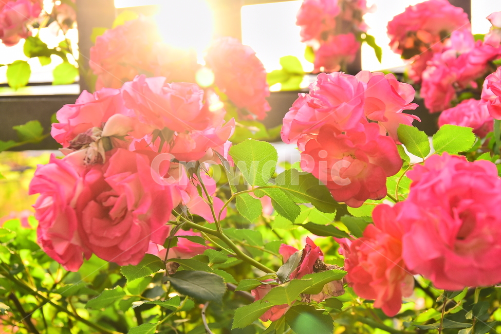 장미,장미꽃,계절,햇살,오후,시즌,꽃,5월,6월,season,rose,flowers,배경,바탕,백그라운드