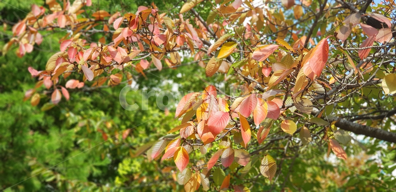 단풍,가을,낙엽,잎,나무잎,초록잎,오렌지,갈색,브라운,식물,plant,자연,풍경,나무,가지,계절