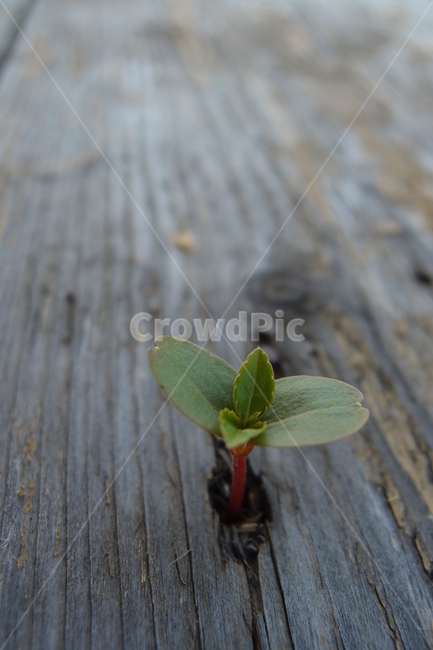 새싹,초록,나무,희망,생명력,봄,이파리,풀,식물,자연,plants,nature