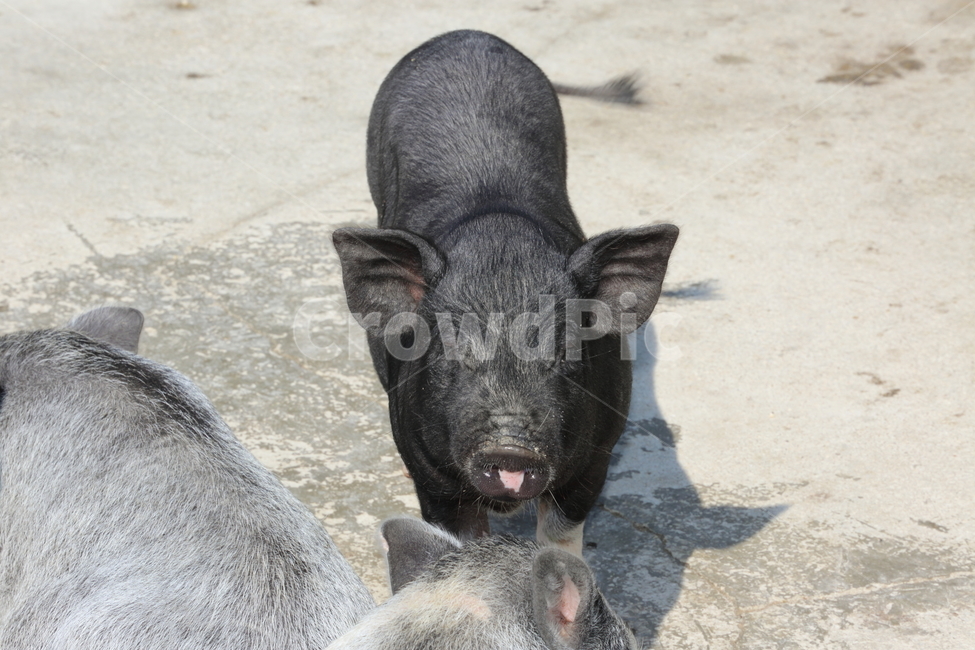 돼지,애기돼지,ㄷ애기돼지,돈,돼지화분,도야지,동물,animal,포유류,mammal