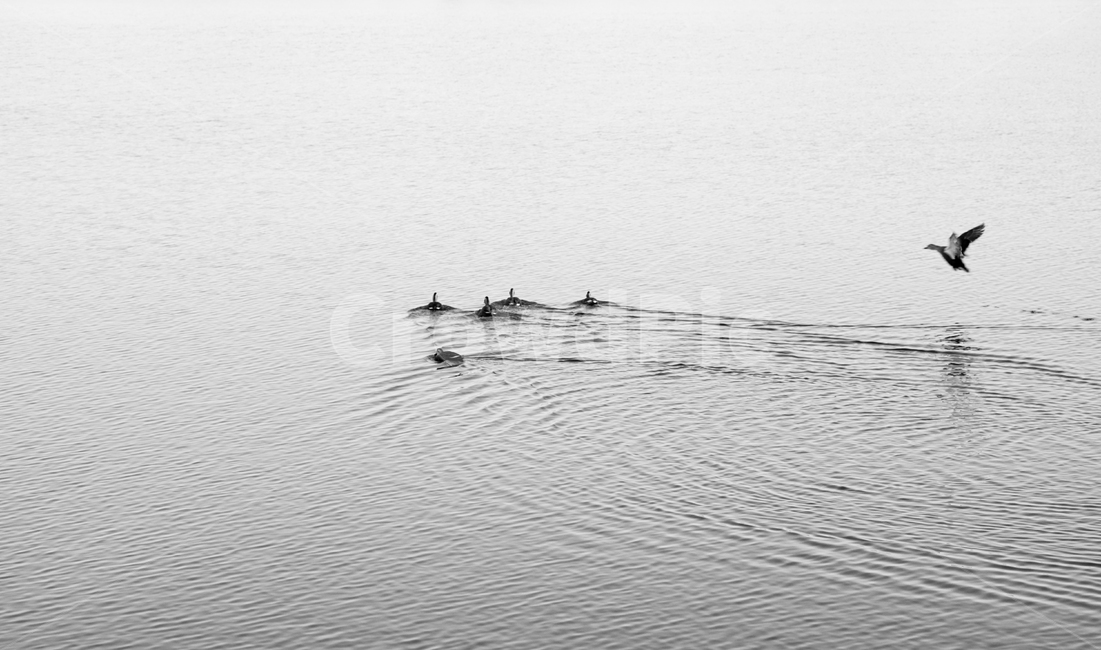 오리,조류,호수,새,자연,동물,animal,조류,새,birds