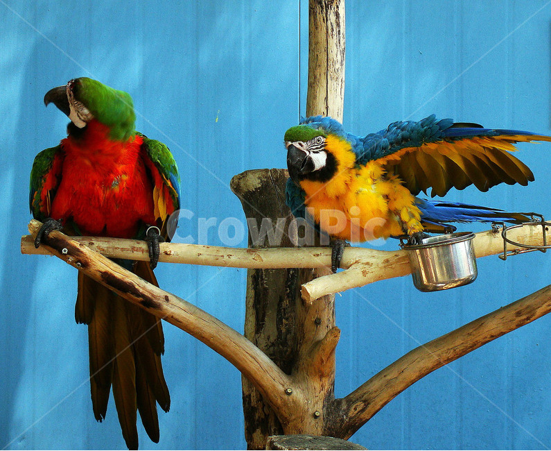 조류,새,앵무새,날개,parrot,동물,animal,조류,새,birds