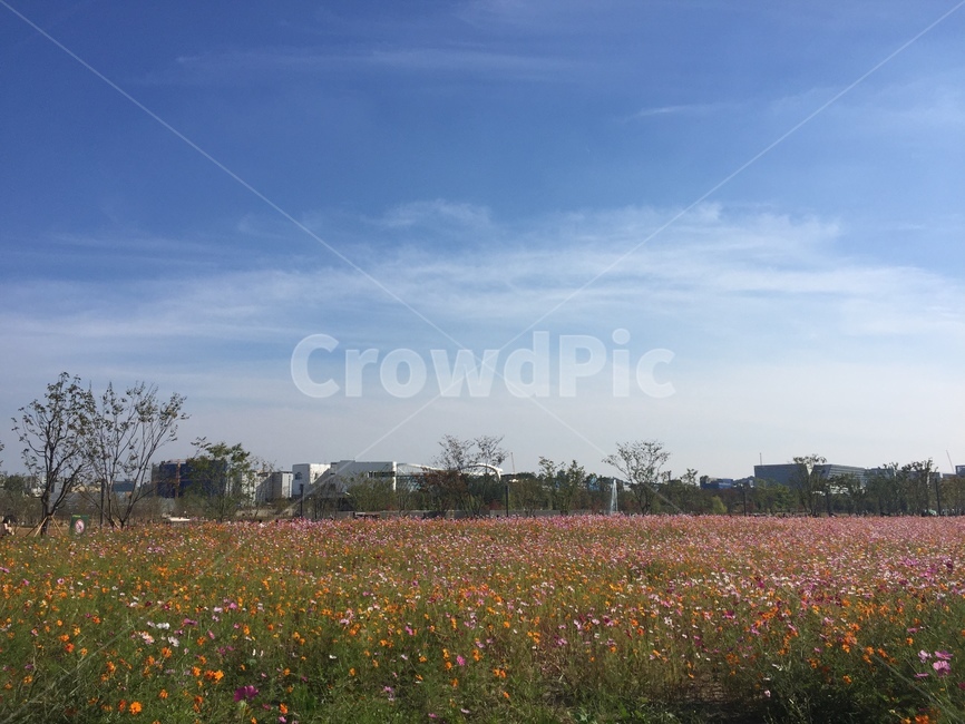 가을,꽃,풍경,flower,fall,autumn