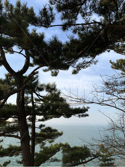 나무,하늘,바다,풍경,구름,겨울,계절,소나무,자연,자연물,wood,sea,sky,blue,green,자연,풍경,nature,landscape,tree,plant,식물,fir,전나무,tree trunk,나무 줄기