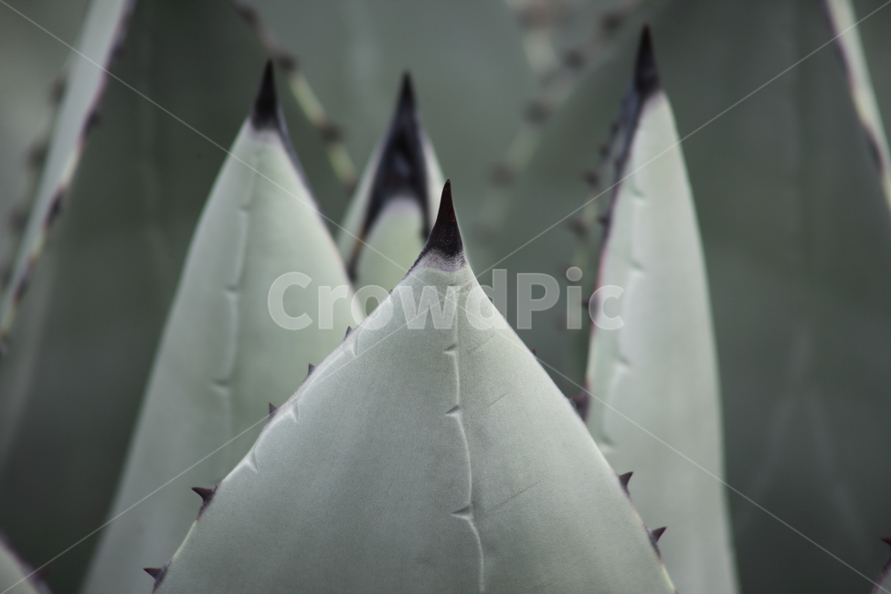 길상천,용설란,가시,길상천용설란,agave