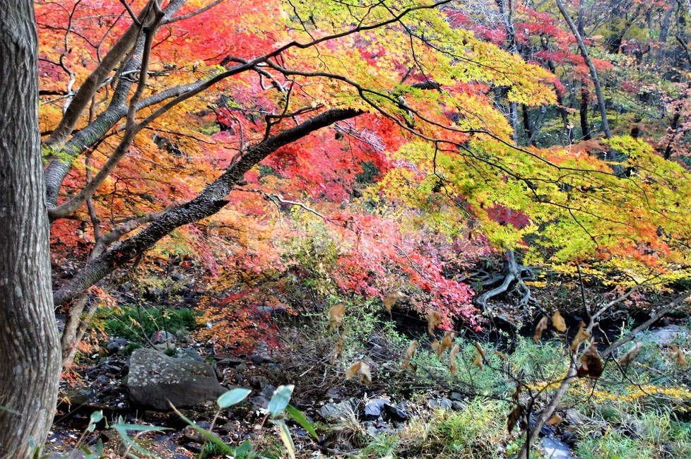가을,단풍,나무,자연,식물,풍경,자연풍경,감성,autumn,nature,season,계절,emotion,trees,낙엽,가을,계절,fall,autumn,season,leaf,잎,plant,tree,maple