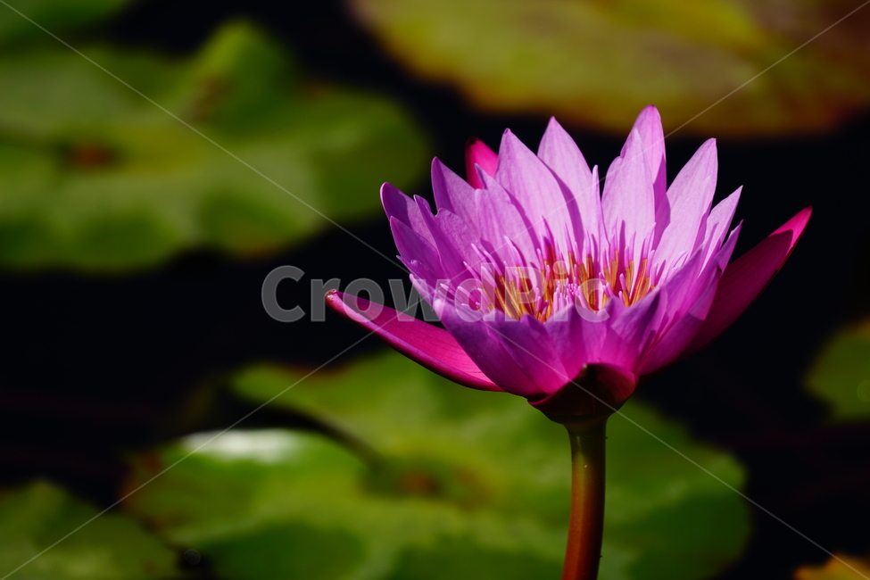 수련,연꽃,여름꽃,플라워,flower,lotus,waterlily,pondlìly,식물,자연,plant,nature,연못,연잎,연꽃잎,꽃,수생식물,pond,수중식물,여름,summer