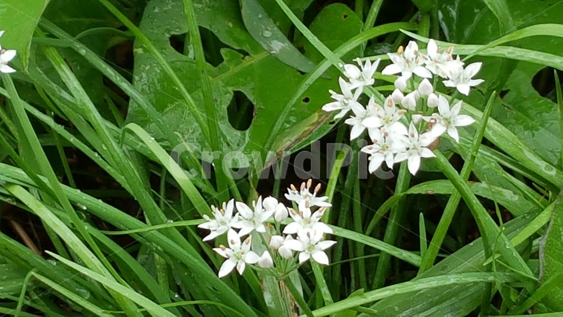 자연,연두,식물,부추꽃,채소,식물,자연,plants,nature,꽃,flower