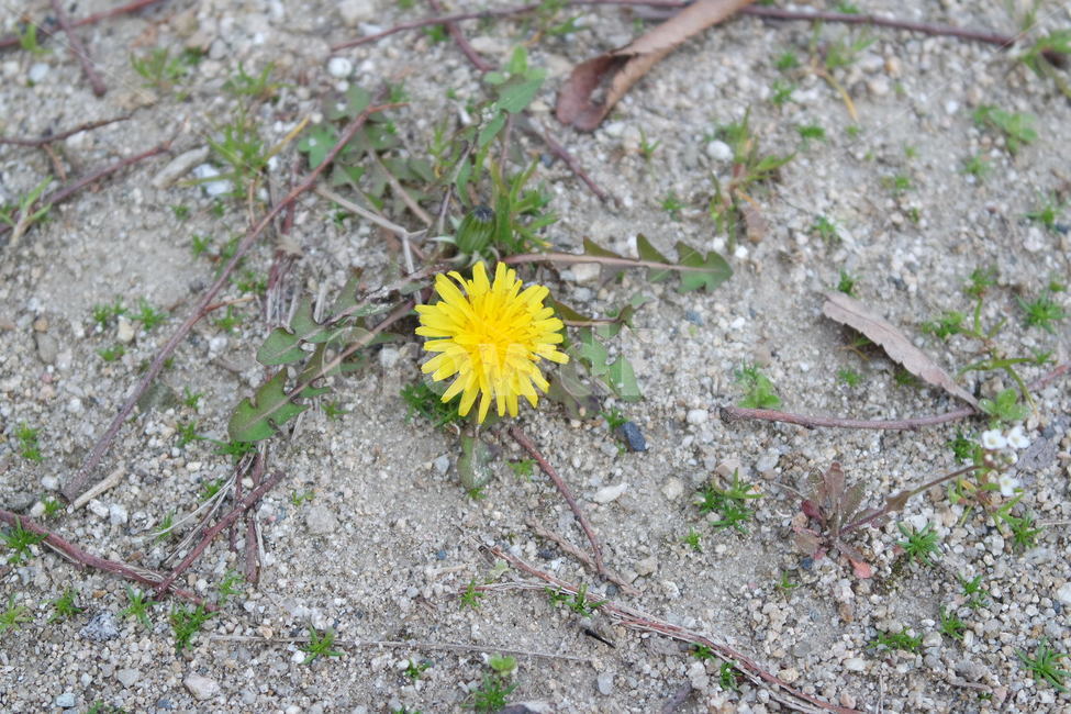민들레,풀꽃,꽃,들꽃,노랑,잡초,식물,자연,plants,nature,꽃,flower