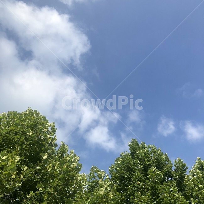 봄,여름,하늘,나무,자연,nature,야외,자연,풍경,nature,landscape