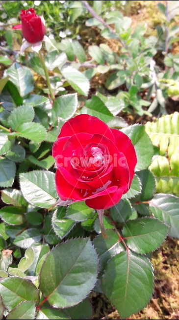 장미,꽃,빨간,아름다움,일산,식물,자연,plants,nature,꽃,flower