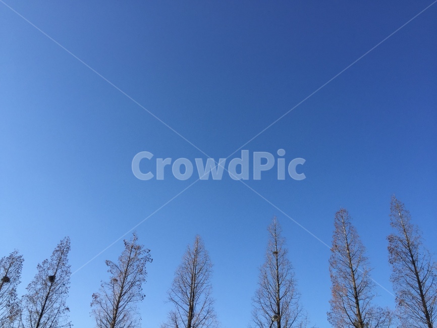 하늘,나무,자연,가로수,겨울,겨울,계절,winter,season,자연,풍경,nature,landscape,tree,plant,식물,fir,전나무