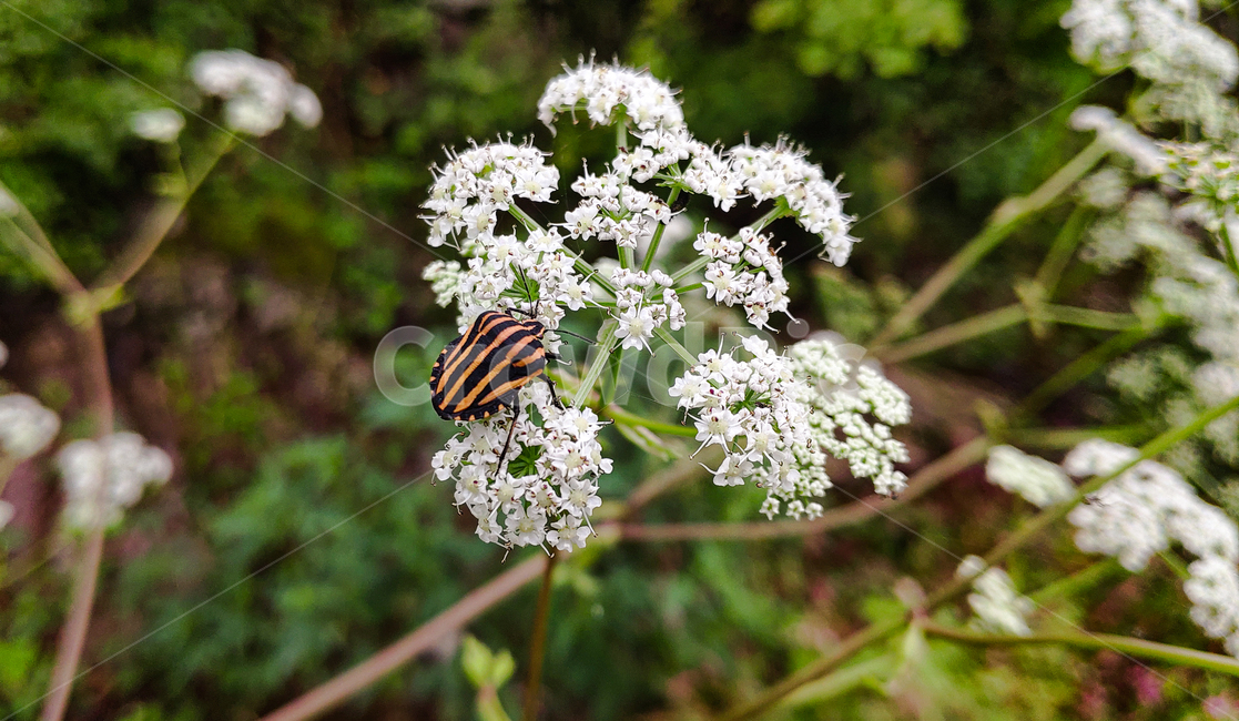 식물,flower,꽃,plant,곤충,벌레,노린재,동물,자연,식물,자연,plants,nature