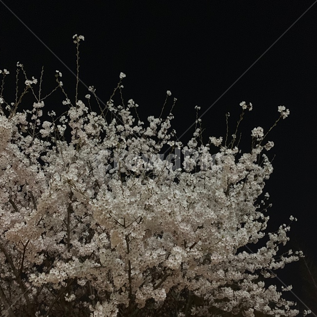 밤,하늘,벚꽃,밤벚꽃,벚꽃하늘,식물,자연,plants,nature,꽃,flower