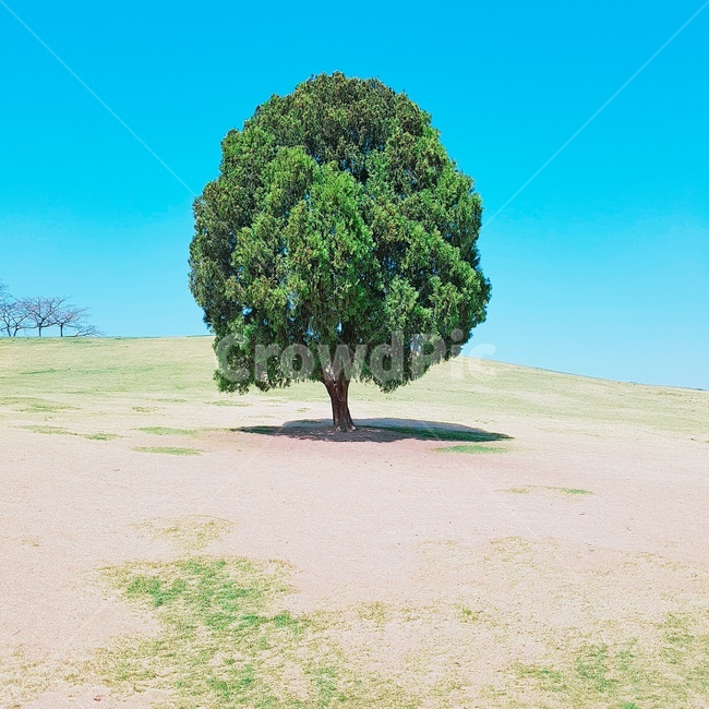 나홀로나무,자연,하늘,봄,관광명소,sky,tree,올림픽공원,나무,서울,왕따나무