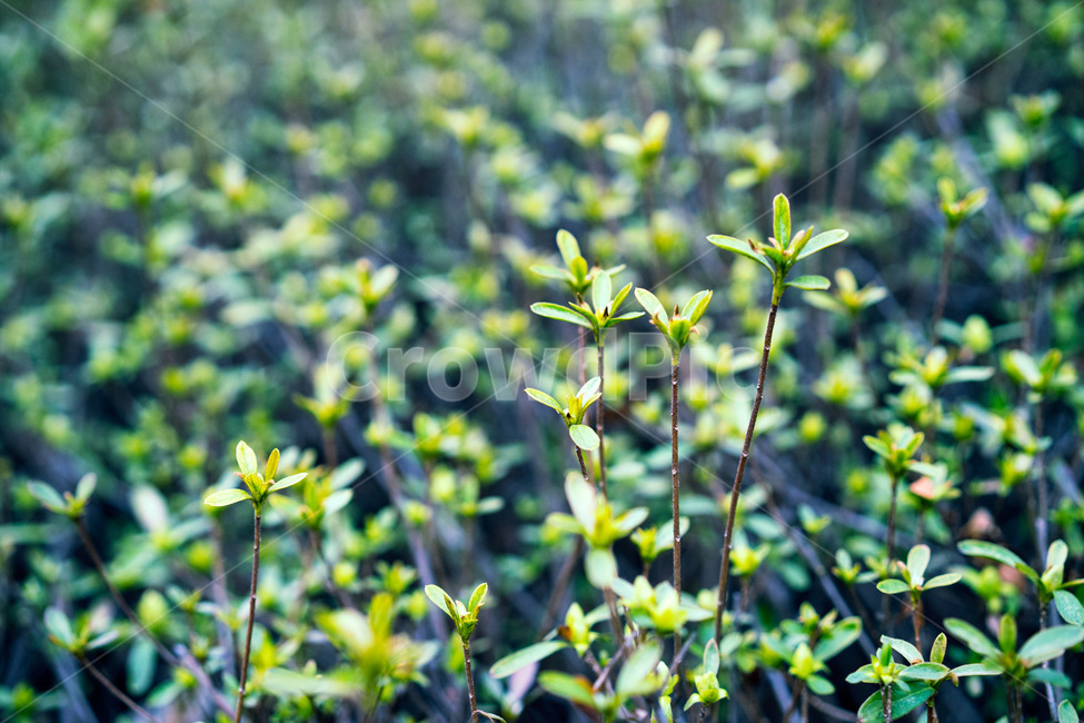 자연,풍경,식물,고독,봄,가을,꽃,감성,식물,자연,plants,nature,감성,sensible,feeling,휴식,힐링,rest,relaxation,healing