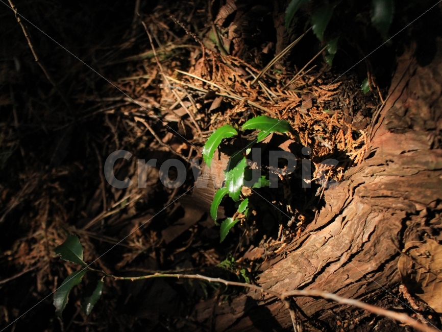 식물,나뭇잎,겨울,산,나무,무보정,자연,햇빛,빛,그늘,새순,식물,자연,plants,nature,휴식,힐링,rest,relaxation,healing